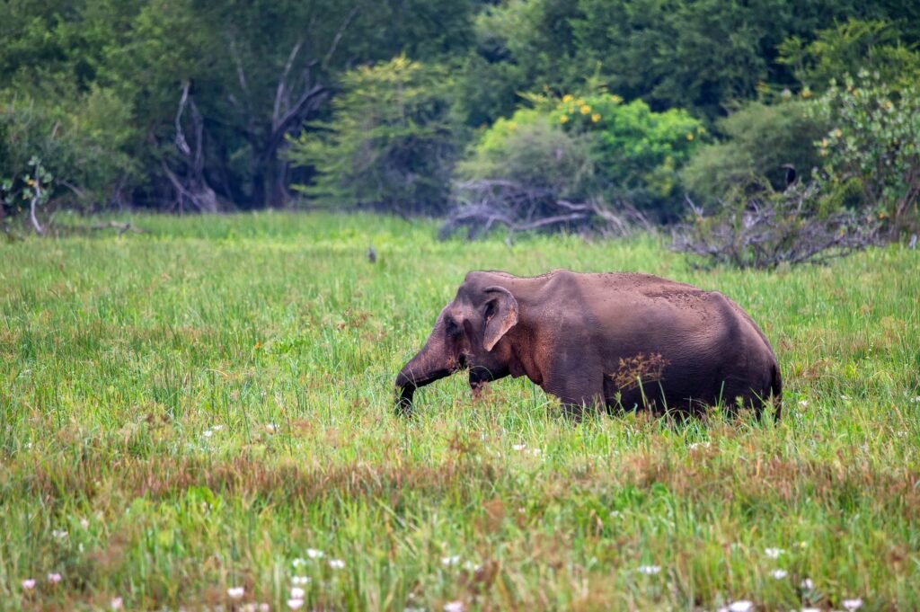 Wilpattu National Park