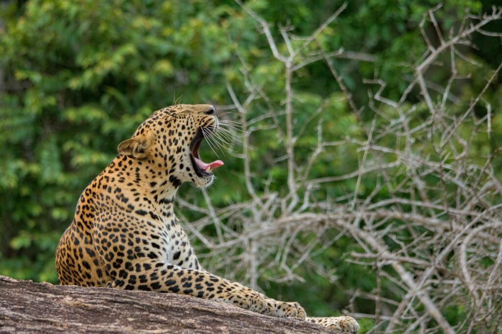 Yala National Park