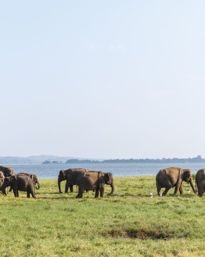 scenic view of wild elephants in natural habitat on field, sri lanka, minneriya
