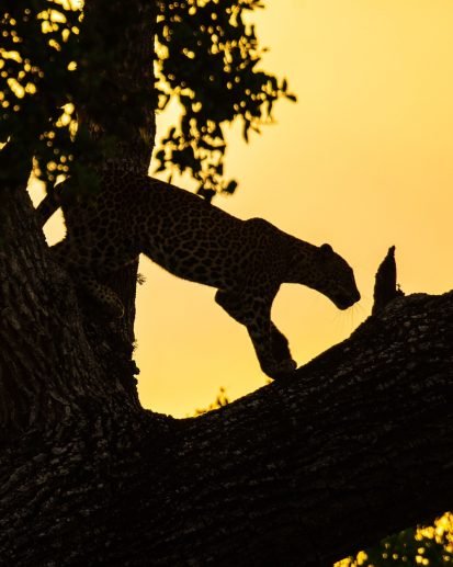 Silhouette of a leopard on a tree against the yellow sky at sunset. Sri Lankan.